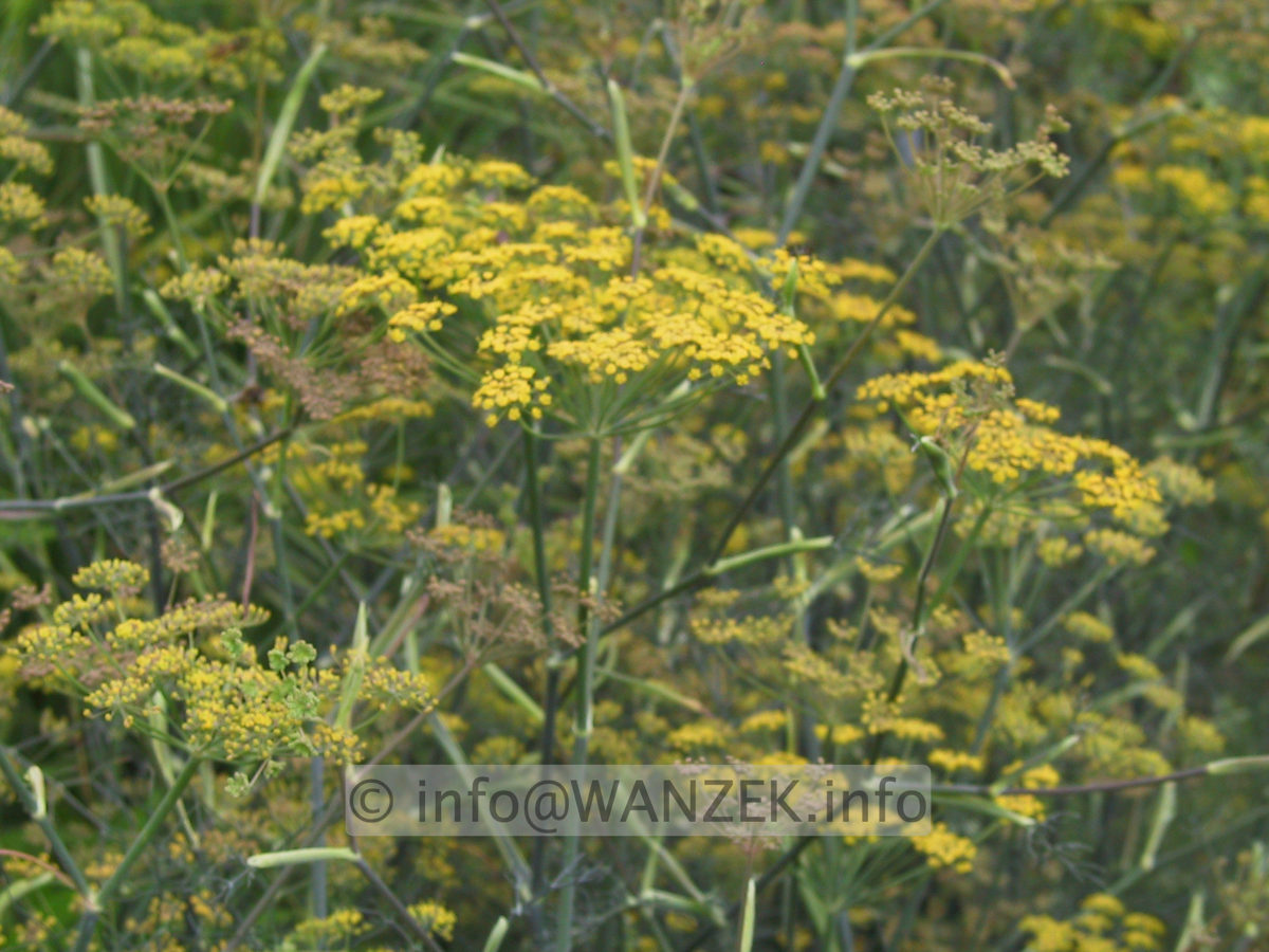 Foeniculum vulgare Rubrum - Bronzefenchel 1 Bluete.JPG